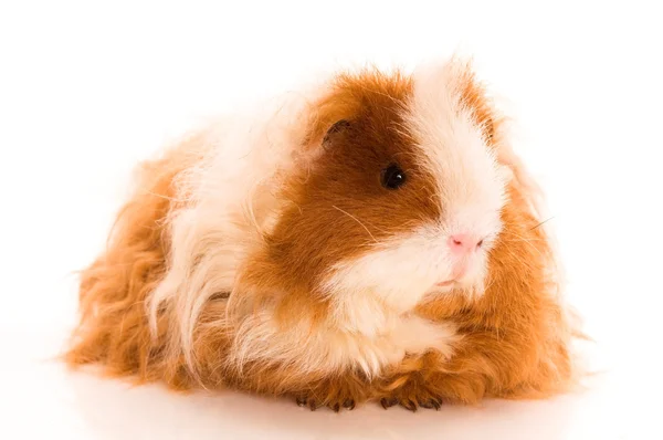 Long hair guinea pig — Stock Photo, Image