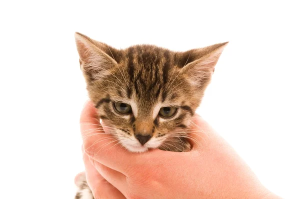 여자의 손에 귀여운 어린 고양이 — 스톡 사진