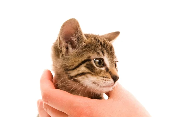 Αξιολάτρευτο νεαρή γάτα στο χέρι s γυναίκα — Φωτογραφία Αρχείου