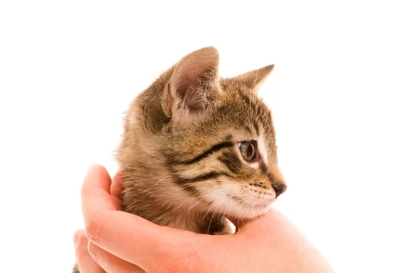 Adorável jovem gato na mão da mulher — Fotografia de Stock