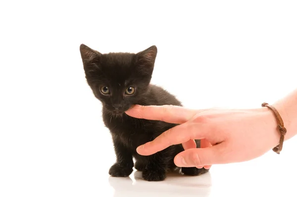 Adorable young cat in woman s hand — Stock Photo, Image