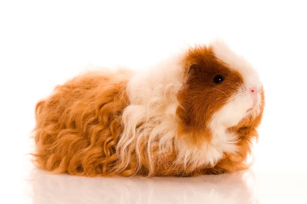 Long hair guinea pig Stock Photo