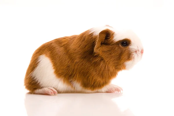 Baby guinea pig Royalty Free Stock Images
