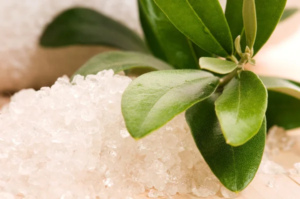 Mořská sůl s čerstvou olivovou ratolestí. lázně a wellness — Stock fotografie