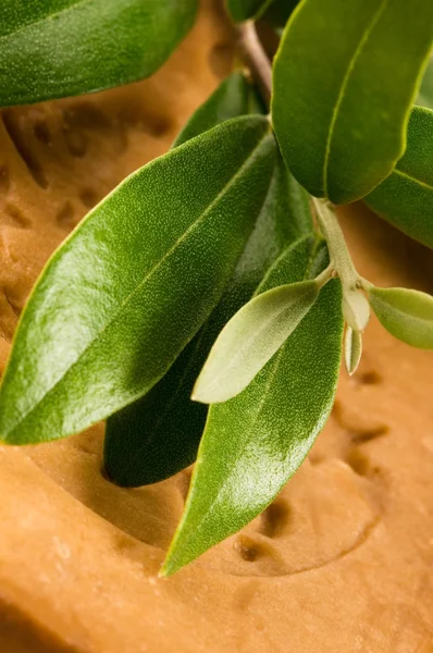 Natural Olive Soap With Fresh Branch — Stock Photo, Image