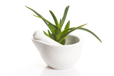 Aloe vera - herbal medicine clipart