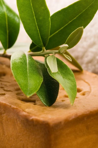 Természetes olívaolaj szappan friss ág — Stock Fotó