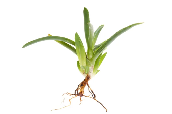 Aloe vera - bylinné medicíny — Stock fotografie
