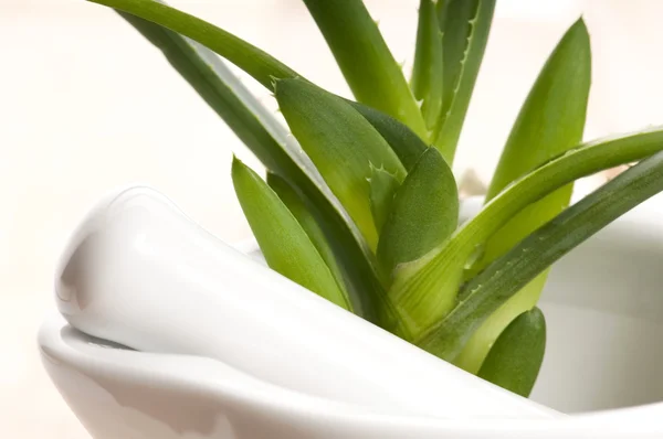 Aloe vera - gyógynövény — Stock Fotó
