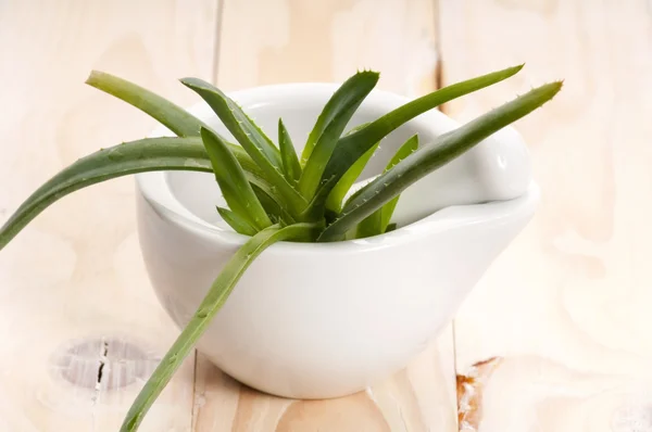 Aloe vera - fitoterapia — Fotografia de Stock