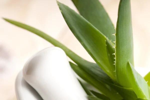 Aloe vera - medicina herbal —  Fotos de Stock