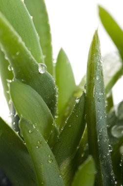 aloe vera - bitkisel ilaç