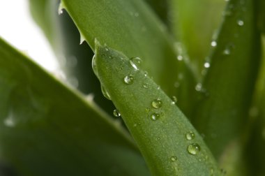 aloe vera - bitkisel ilaç