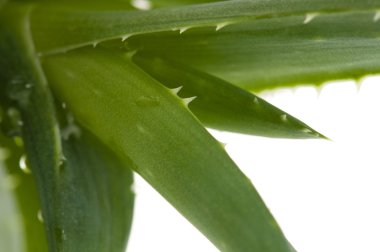 aloe vera - bitkisel ilaç