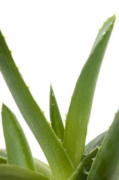 Aloe Vera - pflanzliche Medizin — Stockfoto