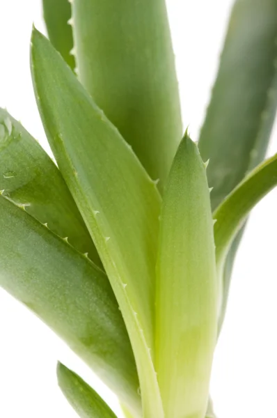 Aloe vera - gyógynövény — Stock Fotó