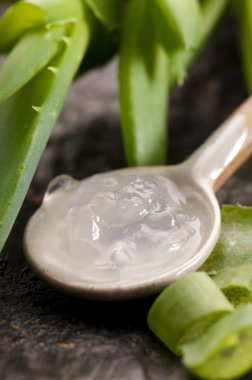 Taze yapraklı aloe vera suyu