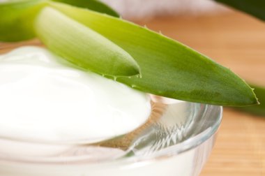 aloe vera - yaprak ve yüz kremi