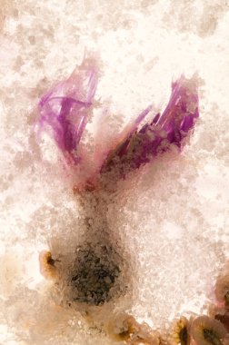 donmuş çiçekler. Ice cube çiçekleri