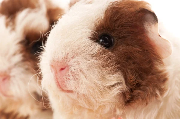 stock image Baby guinea pig