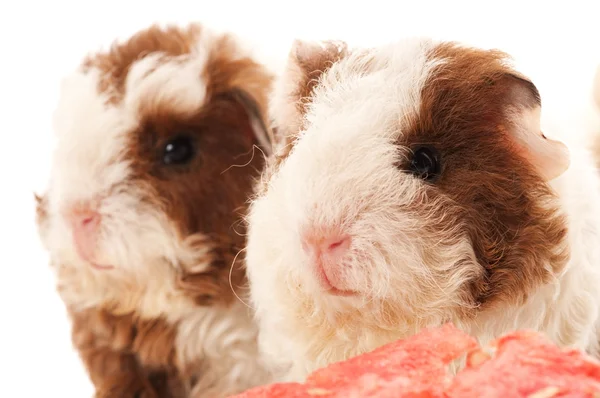 stock image Baby guinea pig