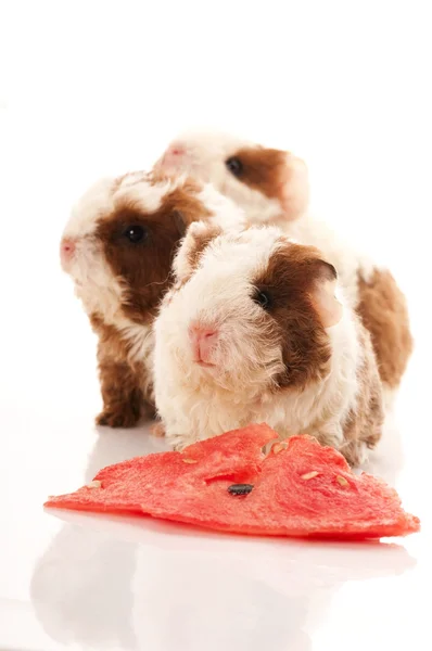 stock image Baby guinea pig