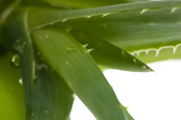 Aloe vera - φυτοθεραπεία — Φωτογραφία Αρχείου