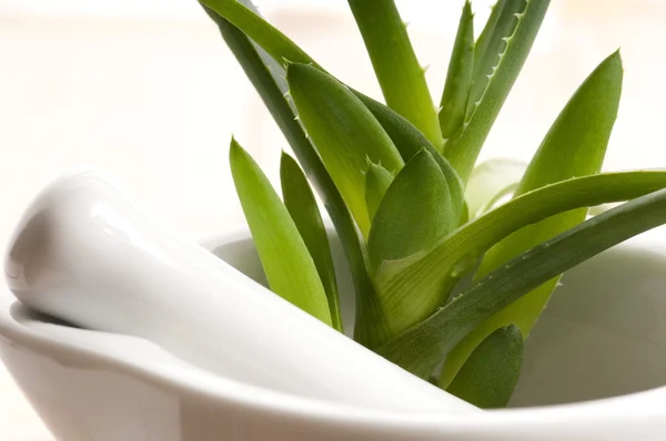 Aloe vera - gyógynövény — Stock Fotó