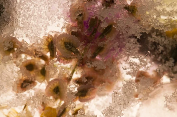 Frysta blommor. blommar i isen kuben — Stockfoto