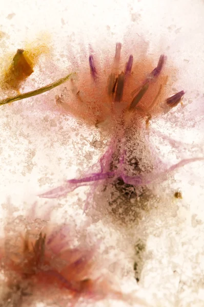Flores congeladas. flores no cubo de gelo — Fotografia de Stock
