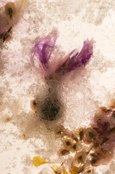 冷凍の花。アイス キューブの花 — ストック写真