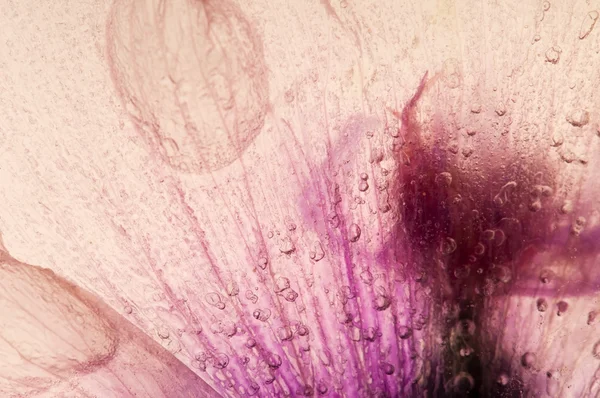냉동된 꽃입니다. 아이스 큐브 꽃 — 스톡 사진