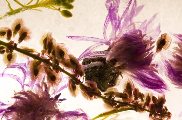 Eingefrorene Blumen. Blüten im Eiswürfel — Stockfoto
