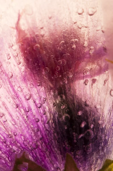 Fagyasztott virágok. virágok a jégkocka — Stock Fotó