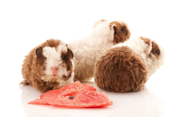 stock image Baby guinea pig