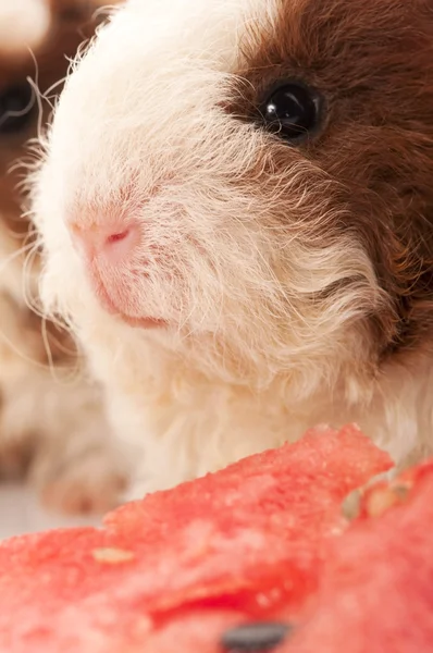 stock image Baby guinea pig