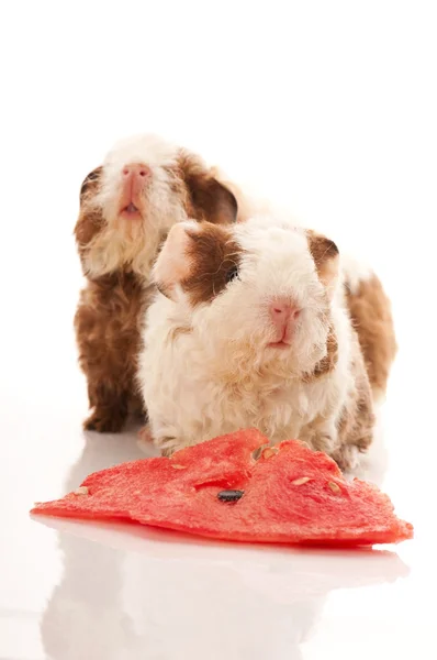 stock image Baby guinea pig