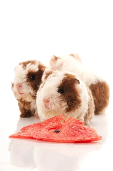 Stock image Baby guinea pig