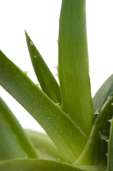 Aloe vera - örtmedicin — Stockfoto