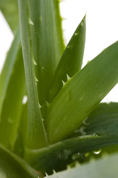 Aloe vera - medicina herbal —  Fotos de Stock