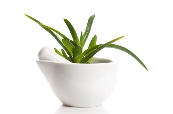 Aloe vera - bitkisel ilaç — Stok fotoğraf