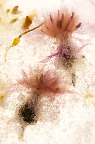 Κατεψυγμένα λουλούδια. άνθη του κύβου πάγου — Φωτογραφία Αρχείου