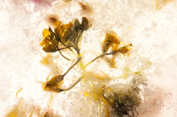 Заморожені квіти. цвіте в крижаному кубі — стокове фото