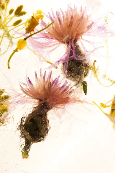 Flores congeladas. flores no cubo de gelo — Fotografia de Stock