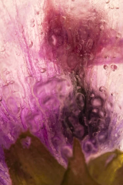 Frozen flowers. blossoms in the ice cube — Stock Photo, Image