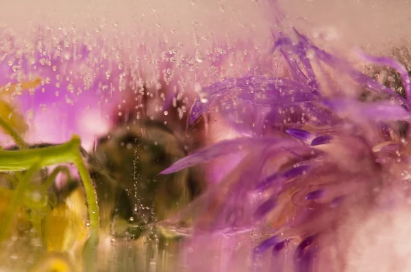 Flores congeladas. flores en el cubo de hielo —  Fotos de Stock