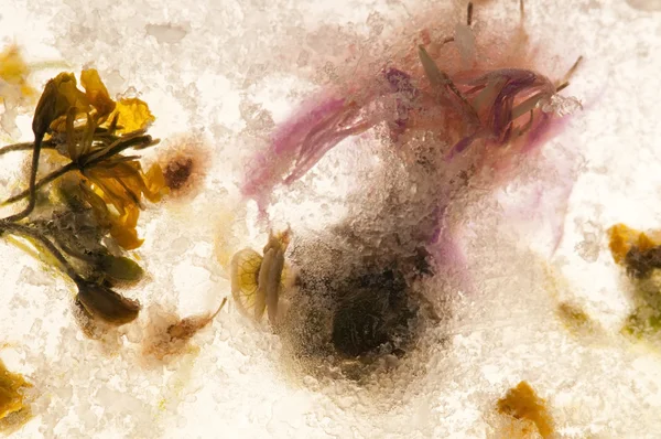 Bevroren bloemen. Blossoms in het ijsblokje — Stockfoto