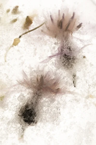 Donmuş çiçekler. Ice cube çiçekleri — Stok fotoğraf