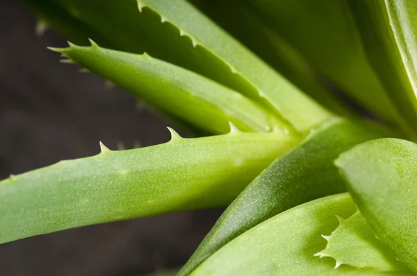 Aloe Vera - pflanzliche Medizin — Stockfoto