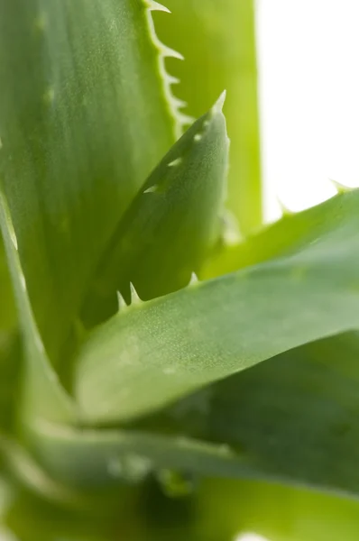 Aloe vera - phytothérapie — Photo